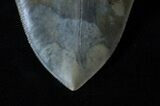 Huge Inch Megalodon Tooth - Sharp #3913-3